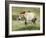 Semi Wild Przewalski Horse Stallion, Parc Du Villaret, Causse Mejean, Lozere, France-Eric Baccega-Framed Photographic Print