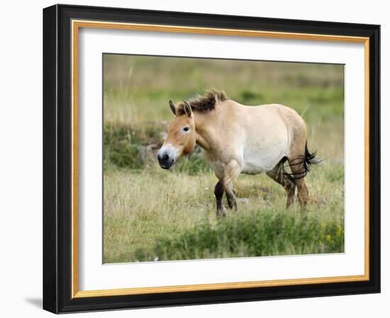 Semi Wild Przewalski Horse Stallion, Parc Du Villaret, Causse Mejean, Lozere, France-Eric Baccega-Framed Photographic Print
