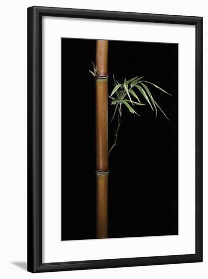 Semiarundinaria Fastuosa (Narihira Bamboo)-Paul Starosta-Framed Photographic Print