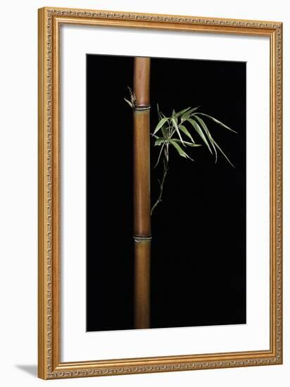 Semiarundinaria Fastuosa (Narihira Bamboo)-Paul Starosta-Framed Photographic Print