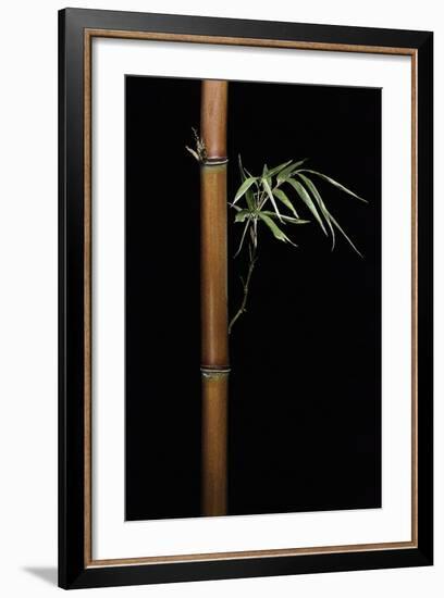 Semiarundinaria Fastuosa (Narihira Bamboo)-Paul Starosta-Framed Photographic Print