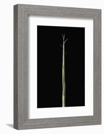 Semiarundinaria Yashadake F. Kimmei (Kimmei Bamboo) - Shoot-Paul Starosta-Framed Photographic Print