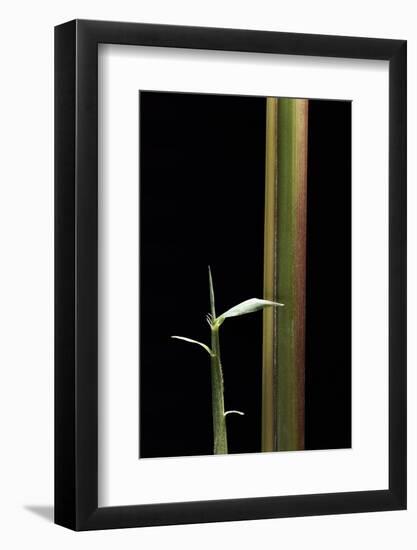Semiarundinaria Yashadake F. Kimmei (Kimmei Bamboo) - Young Culm-Paul Starosta-Framed Photographic Print