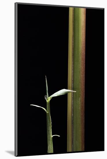 Semiarundinaria Yashadake F. Kimmei (Kimmei Bamboo) - Young Culm-Paul Starosta-Mounted Photographic Print