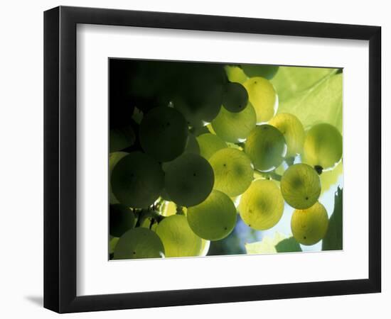 Semillion Grape Cluster in Veraison, Seven Hills Vineyard, Umatilla County, Oregon, USA-Brent Bergherm-Framed Photographic Print