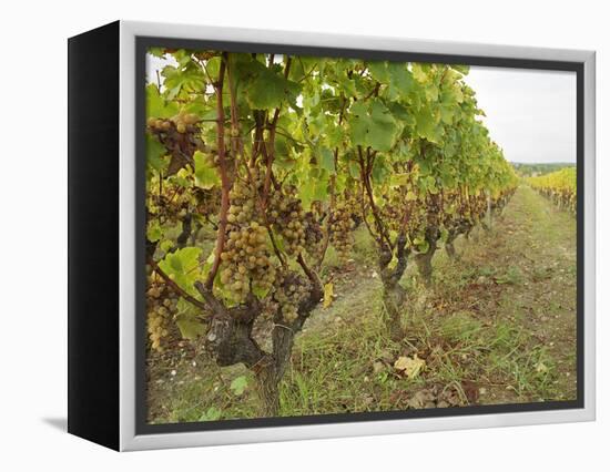 Semillon Grapes with Noble Rot on Vines, Chateau d'Yquem, Sauternes, Bordeaux, Gironde, France-Per Karlsson-Framed Premier Image Canvas