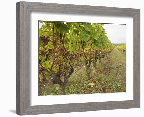 Semillon Grapes with Noble Rot on Vines, Chateau d'Yquem, Sauternes, Bordeaux, Gironde, France-Per Karlsson-Framed Photographic Print