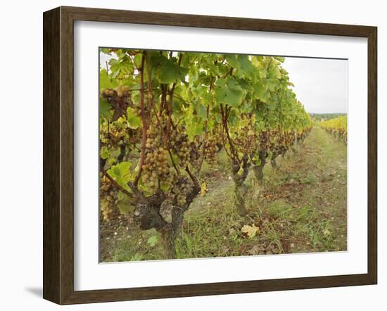 Semillon Grapes with Noble Rot on Vines, Chateau d'Yquem, Sauternes, Bordeaux, Gironde, France-Per Karlsson-Framed Photographic Print