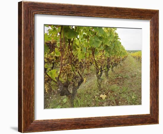 Semillon Grapes with Noble Rot on Vines, Chateau d'Yquem, Sauternes, Bordeaux, Gironde, France-Per Karlsson-Framed Photographic Print