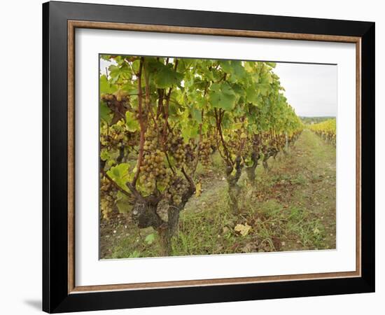 Semillon Grapes with Noble Rot on Vines, Chateau d'Yquem, Sauternes, Bordeaux, Gironde, France-Per Karlsson-Framed Photographic Print