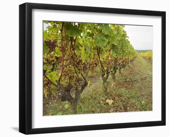 Semillon Grapes with Noble Rot on Vines, Chateau d'Yquem, Sauternes, Bordeaux, Gironde, France-Per Karlsson-Framed Photographic Print