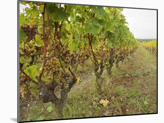Semillon Grapes with Noble Rot on Vines, Chateau d'Yquem, Sauternes, Bordeaux, Gironde, France-Per Karlsson-Mounted Photographic Print