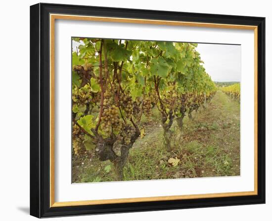 Semillon Grapes with Noble Rot on Vines, Chateau d'Yquem, Sauternes, Bordeaux, Gironde, France-Per Karlsson-Framed Photographic Print