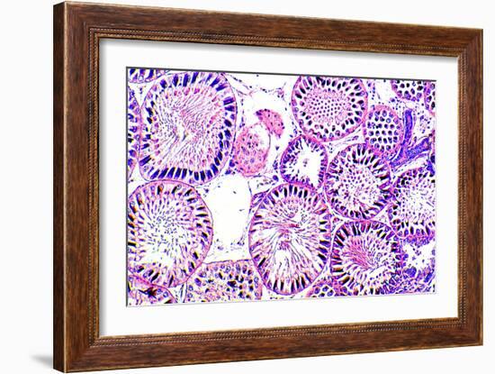 Seminiferous Tubules-Dr. Keith Wheeler-Framed Photographic Print