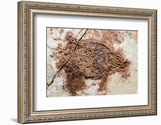 Semionotus Fish Fossil at Dinosaur Discovery, Johnson Farm, St. George, Utah-Michael DeFreitas-Framed Photographic Print