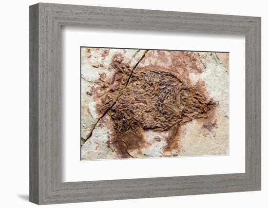 Semionotus Fish Fossil at Dinosaur Discovery, Johnson Farm, St. George, Utah-Michael DeFreitas-Framed Photographic Print