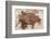 Semionotus Fish Fossil at Dinosaur Discovery, Johnson Farm, St. George, Utah-Michael DeFreitas-Framed Photographic Print