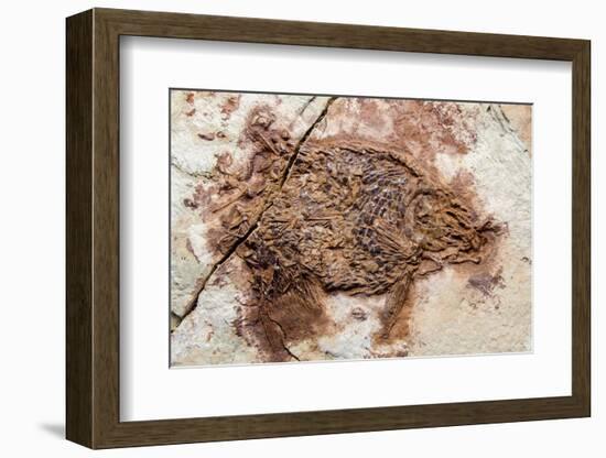 Semionotus Fish Fossil at Dinosaur Discovery, Johnson Farm, St. George, Utah-Michael DeFreitas-Framed Photographic Print