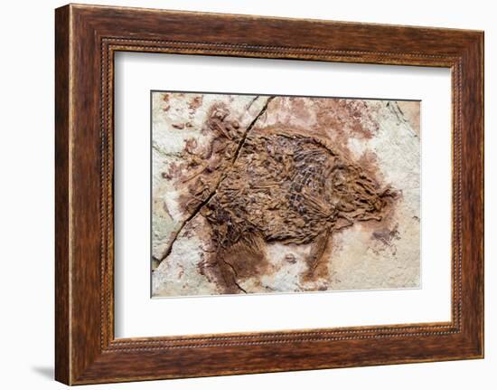 Semionotus Fish Fossil at Dinosaur Discovery, Johnson Farm, St. George, Utah-Michael DeFreitas-Framed Photographic Print