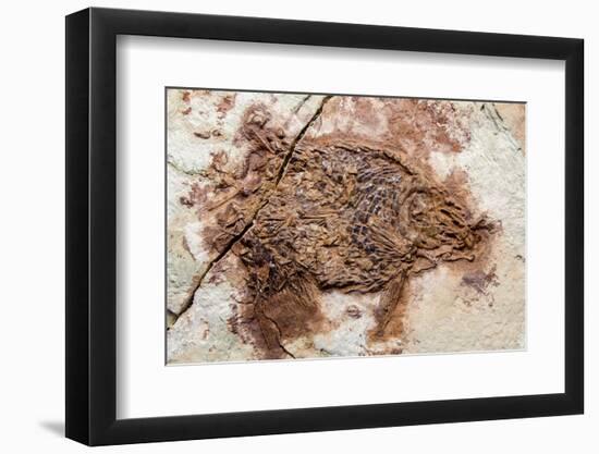 Semionotus Fish Fossil at Dinosaur Discovery, Johnson Farm, St. George, Utah-Michael DeFreitas-Framed Photographic Print