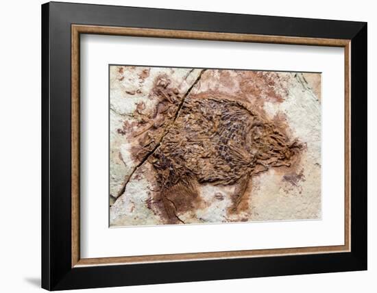 Semionotus Fish Fossil at Dinosaur Discovery, Johnson Farm, St. George, Utah-Michael DeFreitas-Framed Photographic Print