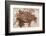 Semionotus Fish Fossil at Dinosaur Discovery, Johnson Farm, St. George, Utah-Michael DeFreitas-Framed Photographic Print