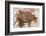 Semionotus Fish Fossil at Dinosaur Discovery, Johnson Farm, St. George, Utah-Michael DeFreitas-Framed Photographic Print