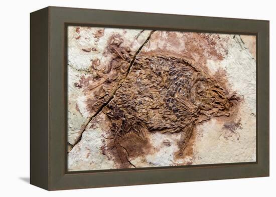 Semionotus Fish Fossil at Dinosaur Discovery, Johnson Farm, St. George, Utah-Michael DeFreitas-Framed Premier Image Canvas