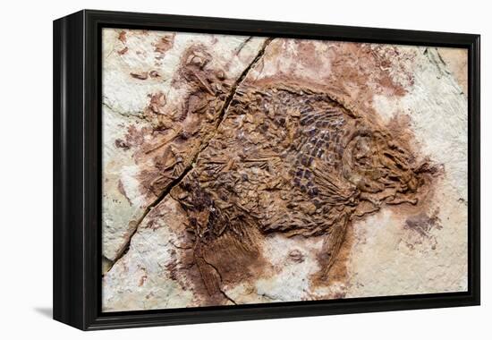 Semionotus Fish Fossil at Dinosaur Discovery, Johnson Farm, St. George, Utah-Michael DeFreitas-Framed Premier Image Canvas