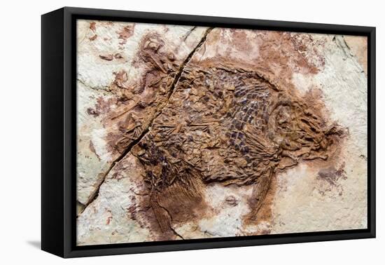 Semionotus Fish Fossil at Dinosaur Discovery, Johnson Farm, St. George, Utah-Michael DeFreitas-Framed Premier Image Canvas