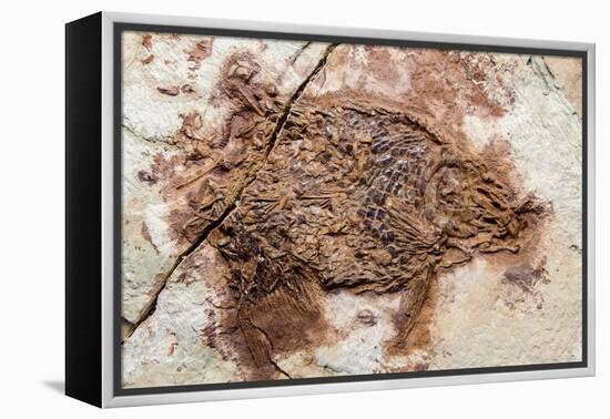 Semionotus Fish Fossil at Dinosaur Discovery, Johnson Farm, St. George, Utah-Michael DeFreitas-Framed Premier Image Canvas