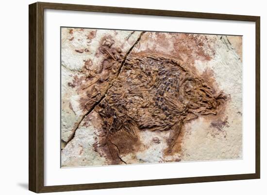 Semionotus Fish Fossil at Dinosaur Discovery, Johnson Farm, St. George, Utah-Michael DeFreitas-Framed Photographic Print