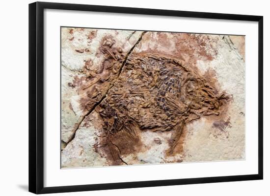 Semionotus Fish Fossil at Dinosaur Discovery, Johnson Farm, St. George, Utah-Michael DeFreitas-Framed Photographic Print