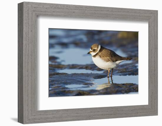 Semipalmated Plover-Ken Archer-Framed Photographic Print