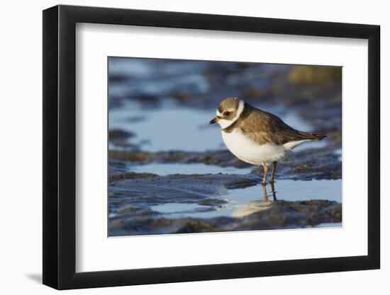 Semipalmated Plover-Ken Archer-Framed Photographic Print