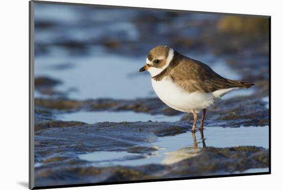 Semipalmated Plover-Ken Archer-Mounted Photographic Print
