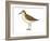 Semipalmated Sandpiper (Calidris Pusilla), Birds-Encyclopaedia Britannica-Framed Art Print