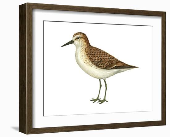 Semipalmated Sandpiper (Calidris Pusilla), Birds-Encyclopaedia Britannica-Framed Art Print