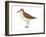 Semipalmated Sandpiper (Calidris Pusilla), Birds-Encyclopaedia Britannica-Framed Art Print