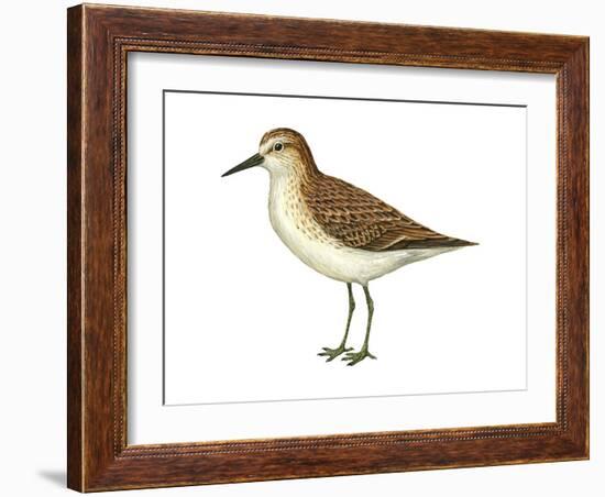 Semipalmated Sandpiper (Calidris Pusilla), Birds-Encyclopaedia Britannica-Framed Art Print