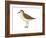 Semipalmated Sandpiper (Calidris Pusilla), Birds-Encyclopaedia Britannica-Framed Art Print