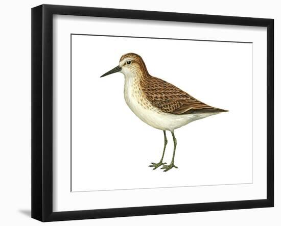 Semipalmated Sandpiper (Calidris Pusilla), Birds-Encyclopaedia Britannica-Framed Art Print