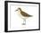 Semipalmated Sandpiper (Calidris Pusilla), Birds-Encyclopaedia Britannica-Framed Art Print