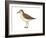 Semipalmated Sandpiper (Calidris Pusilla), Birds-Encyclopaedia Britannica-Framed Art Print