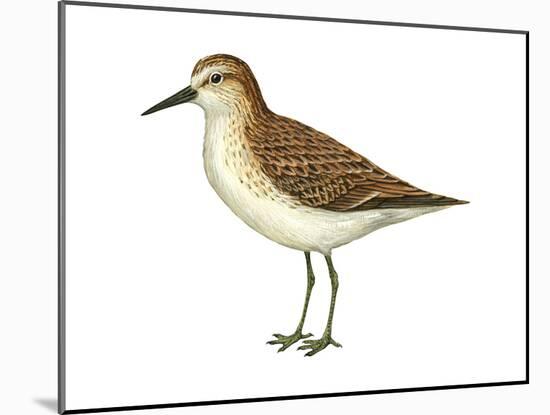 Semipalmated Sandpiper (Calidris Pusilla), Birds-Encyclopaedia Britannica-Mounted Art Print