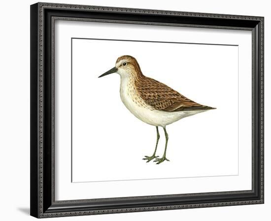 Semipalmated Sandpiper (Calidris Pusilla), Birds-Encyclopaedia Britannica-Framed Art Print