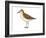 Semipalmated Sandpiper (Calidris Pusilla), Birds-Encyclopaedia Britannica-Framed Art Print