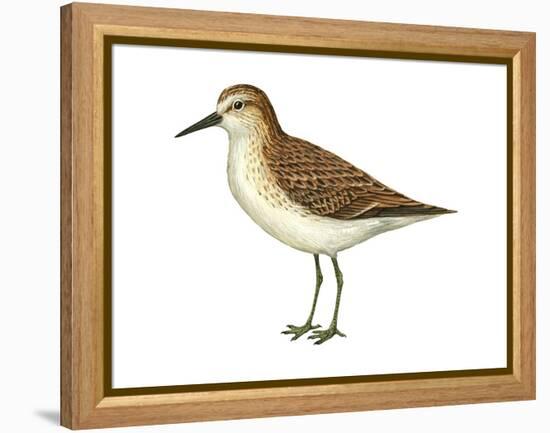 Semipalmated Sandpiper (Calidris Pusilla), Birds-Encyclopaedia Britannica-Framed Stretched Canvas