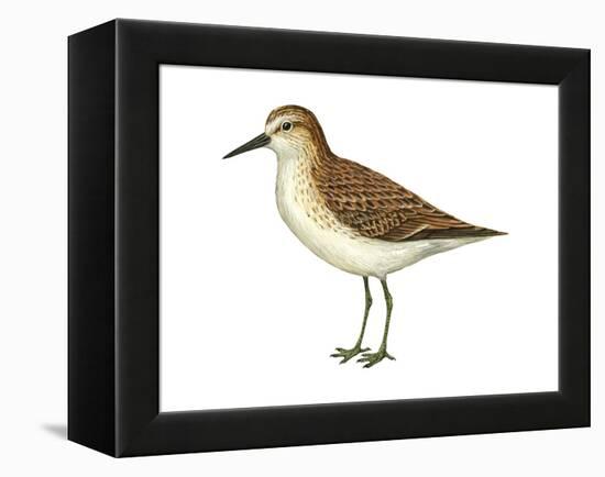 Semipalmated Sandpiper (Calidris Pusilla), Birds-Encyclopaedia Britannica-Framed Stretched Canvas