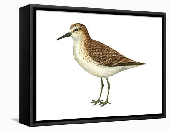 Semipalmated Sandpiper (Calidris Pusilla), Birds-Encyclopaedia Britannica-Framed Stretched Canvas